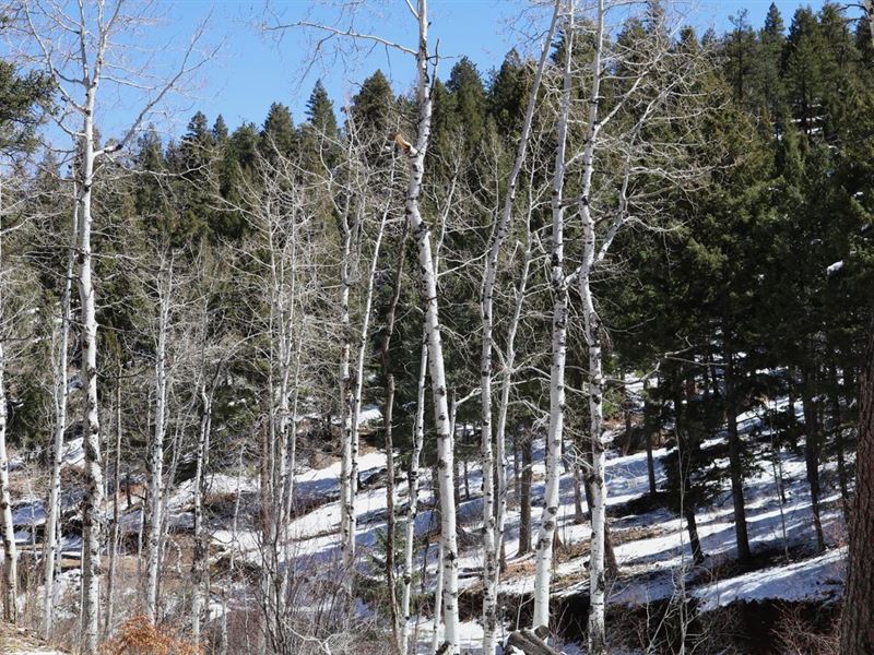 Timber Ridge Ranch : Sedalia : Douglas County : Colorado