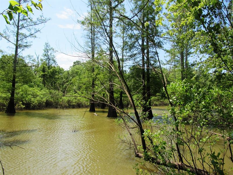 Mill Office West Tract : Wickliffe : Ballard County : Kentucky