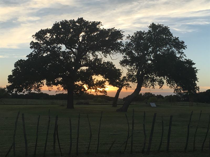 Operating Vineyard Remodeled Home : Rising Star : Eastland County : Texas