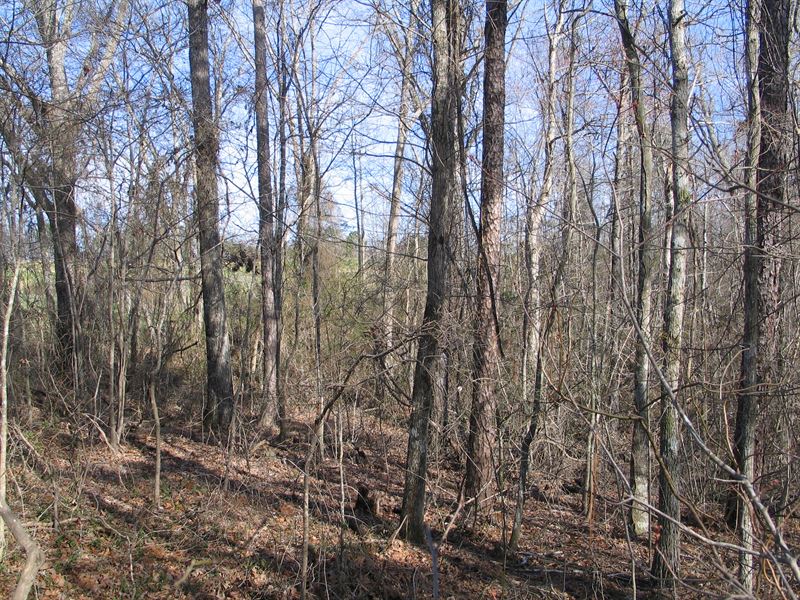 Hunting Property & Timber Invest : Jasper : Cullman County : Alabama