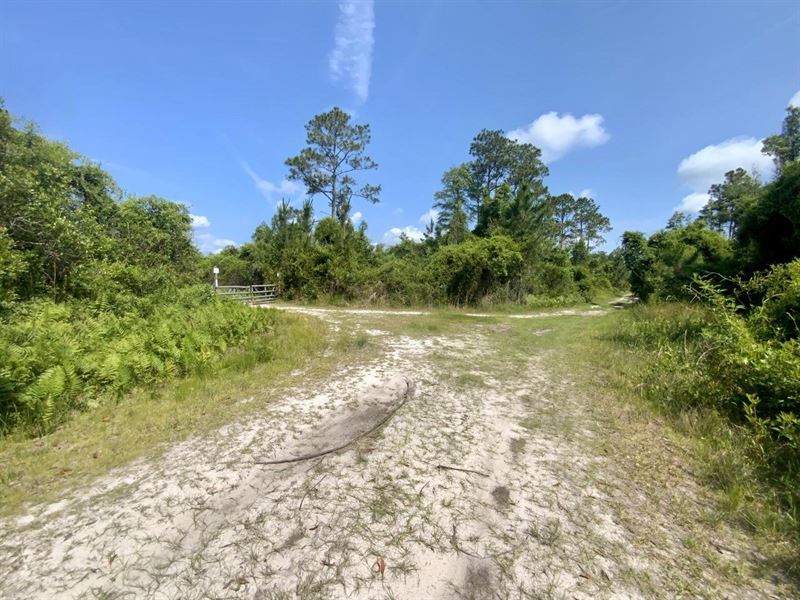 Boundary Road 60 Acres : Perry : Madison County : Florida