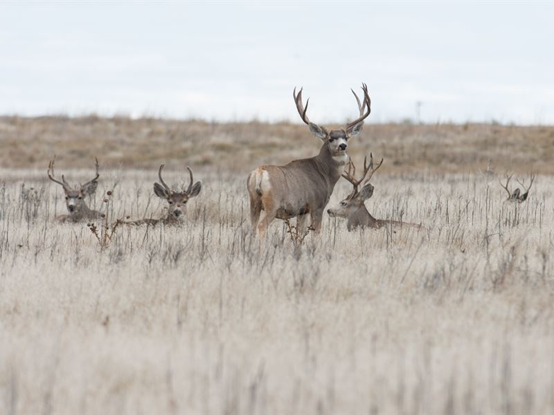 Muley Farm : Ingalls : Gray County : Kansas