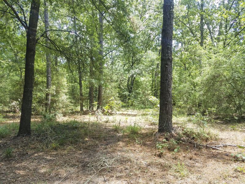 Get Lost in The National Forest : New Waverly : San Jacinto County : Texas