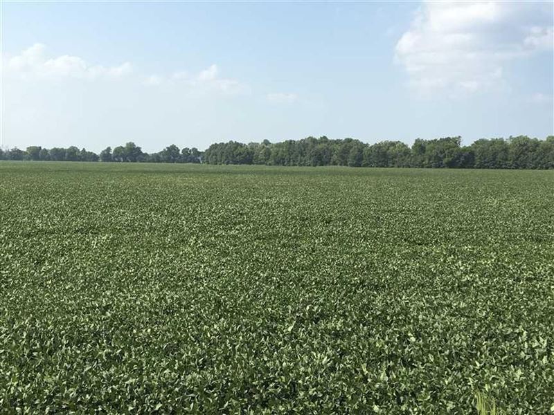 421 Acres Row Crop Farm, Lawrenc : Saffell : Lawrence County : Arkansas