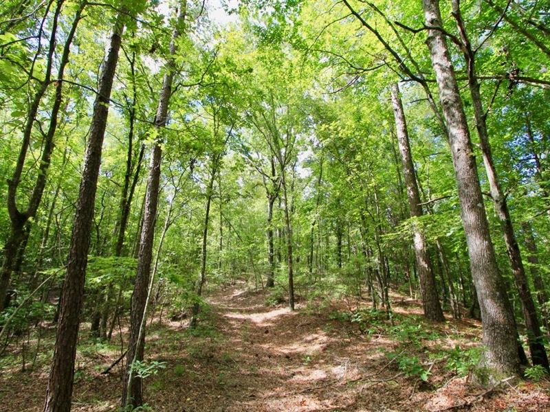 155 Acres Off NC Hwy 87, Council : Council : Bladen County : North Carolina