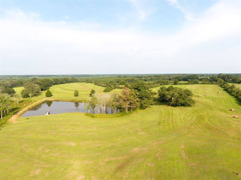 Grand Land Farm 124 +/- Acres : Opp : Covington County : Alabama