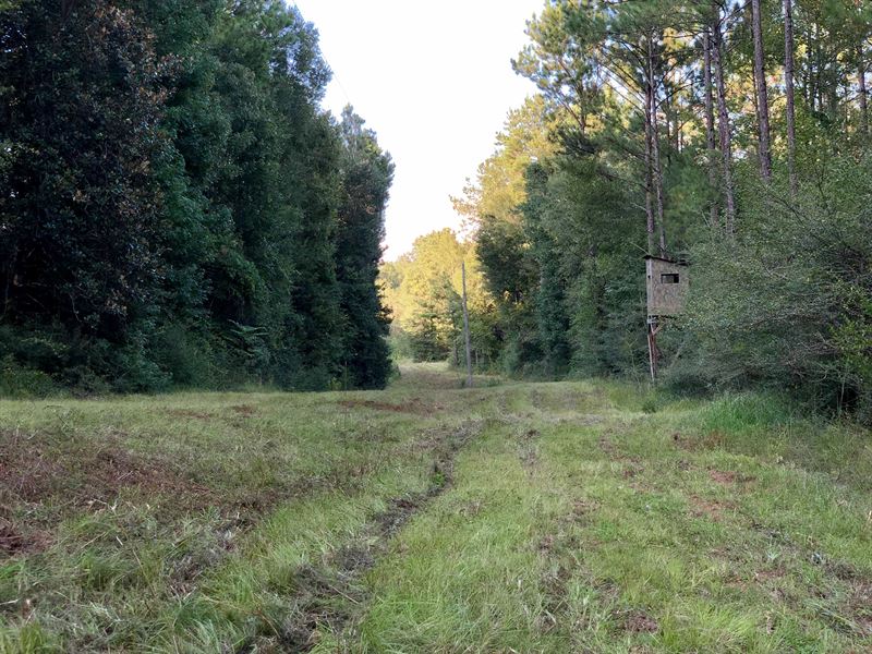 Turn Key Recreational Property : Poplarville : Pearl River County : Mississippi