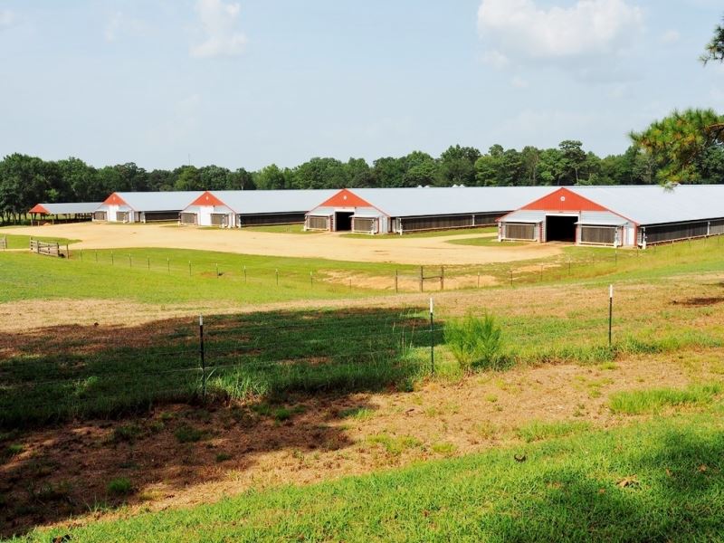 12 House Broiler Farm for Sale 114 : Smithdale : Amite County : Mississippi