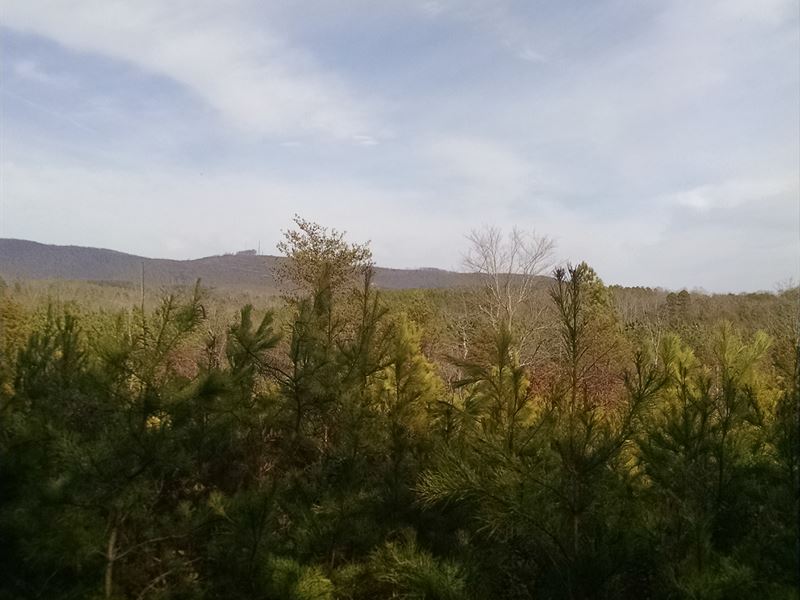 Great Rural Tree Farm : Rutherfordton : Rutherford County : North Carolina