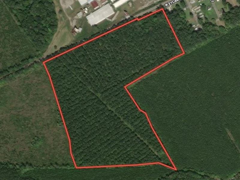 40 Ac Hunting and Timber Land : Aulander : Bertie County : North Carolina