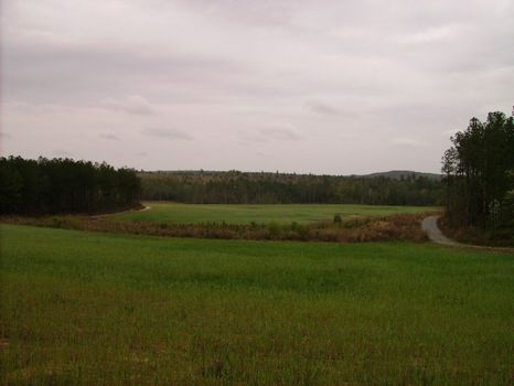 Deer Hunters Dream Under High Fence : Buena Vista : Marion County : Georgia