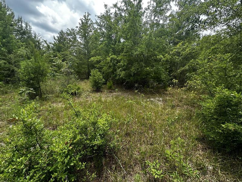 Homesite on Hart : Lee : Madison County : Florida