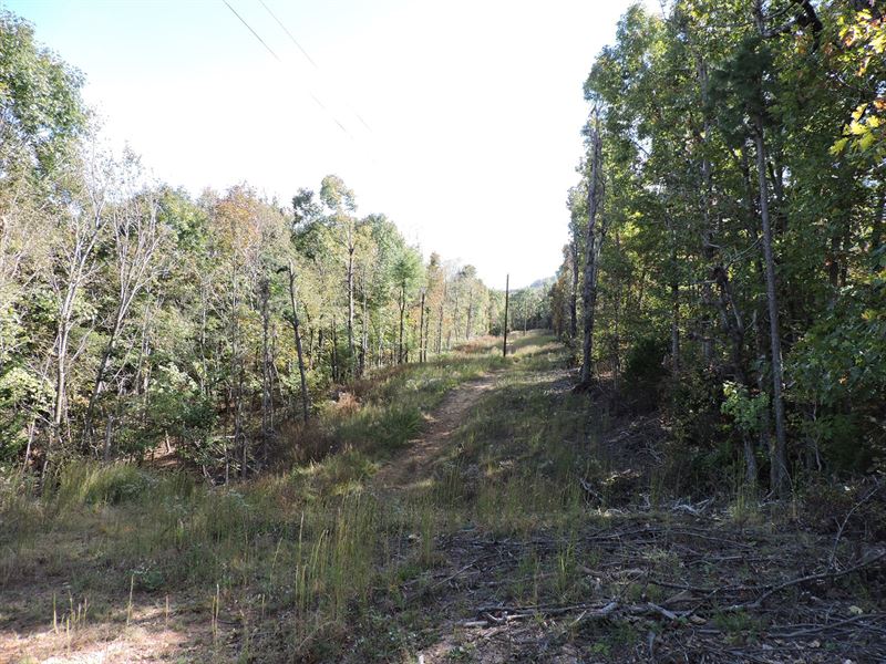 Wooded Timberland Property Buffalo : Jasper : Newton County : Arkansas