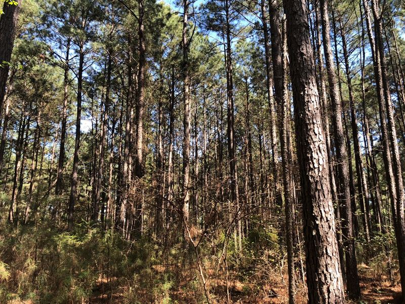 Natural Pine Timber Land Cleveland : New Edinburg : Cleveland County : Arkansas