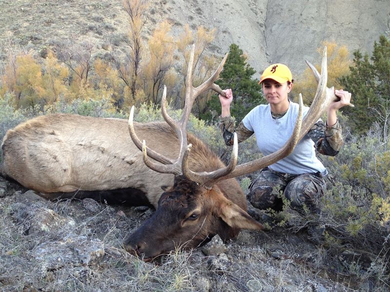 Colorado Gmu 411 Trophy Elk Hunting : Cedaredge : Delta County : Colorado