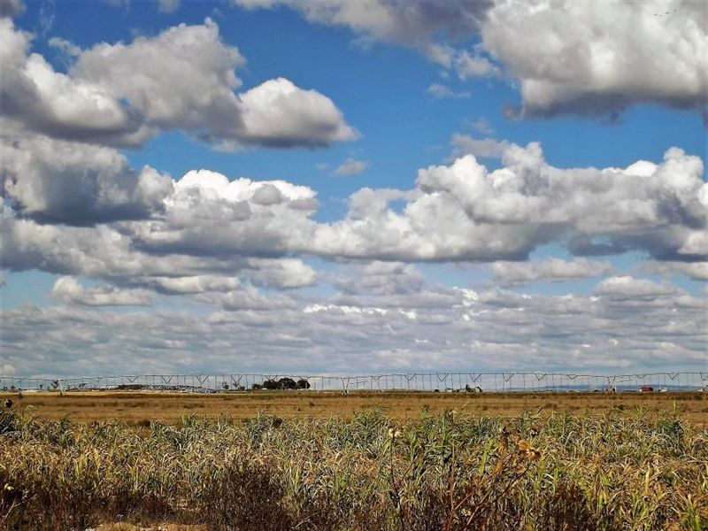Central New Mexico Irrigated Farm : Estancia : Torrance County : New Mexico