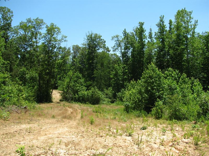 Land McNairy County, Tn, Creek : Finger : McNairy County : Tennessee