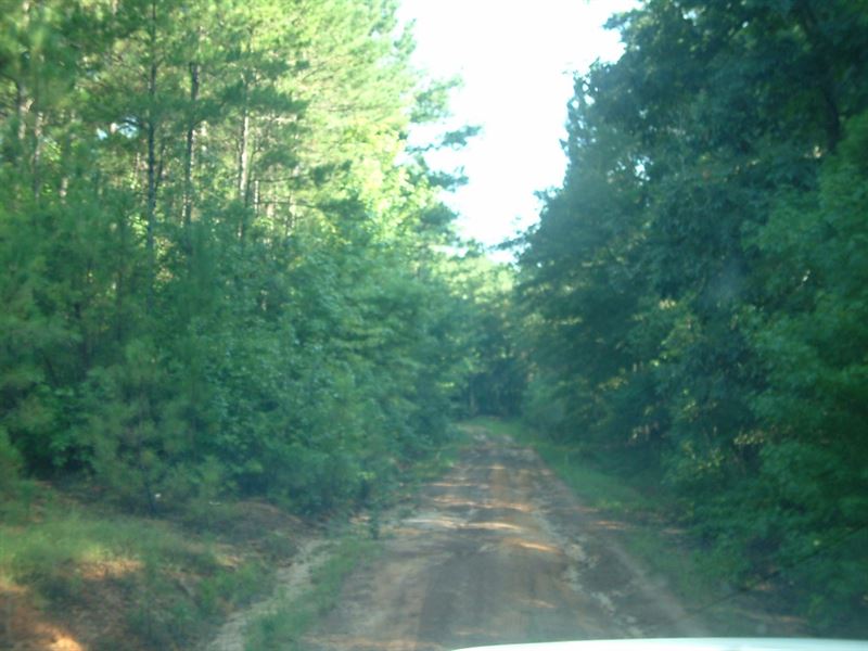 110 Acres Wooded Recreational : Mount Enterprise : Rusk County : Texas