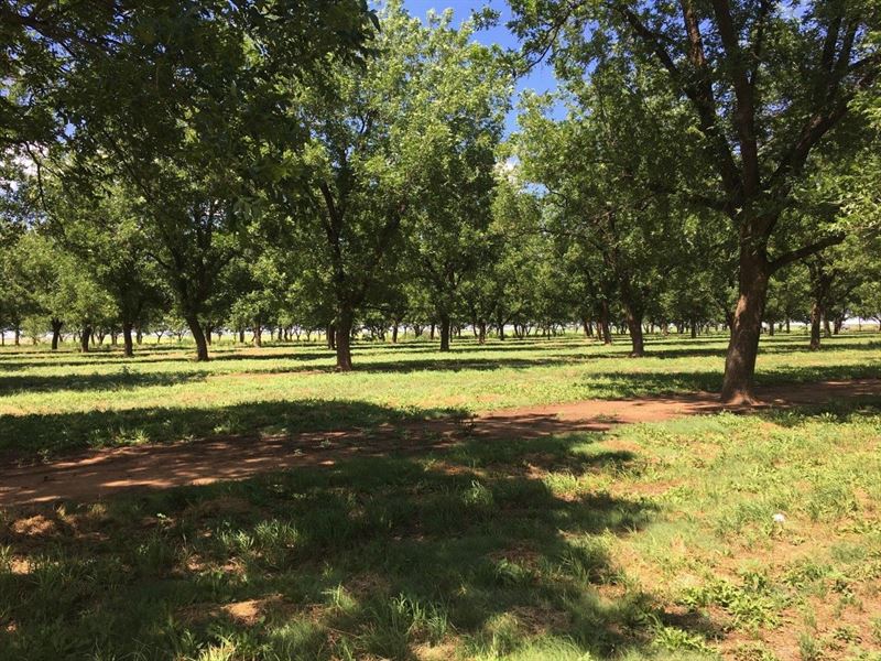 Home Pecan Orchard Near Hart, Tx : Hart : Castro County : Texas
