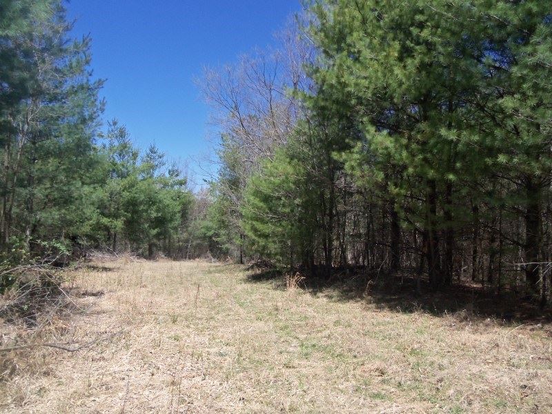 Wooded Land Near Town Floyd VA : Floyd : Floyd County : Virginia