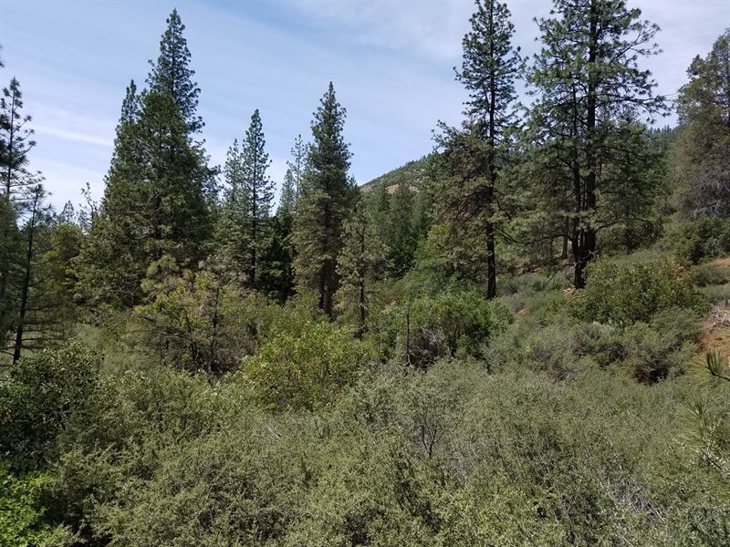 Private Timber Land Yreka : Fort Jones : Siskiyou County : California