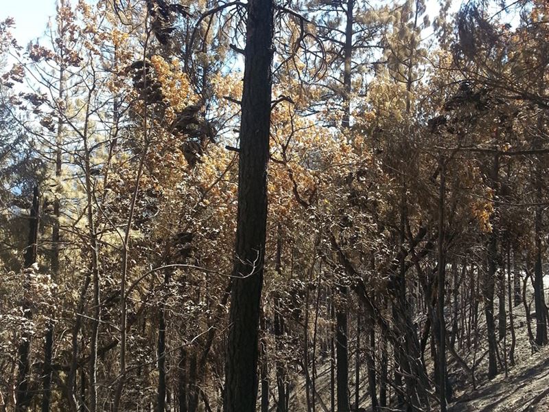Gap Fire Timber Logging Property : Klamath : Siskiyou County : California