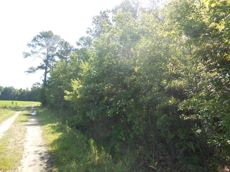 Hunting/Timber Tract Martin County : Jamesville : Martin County : North Carolina