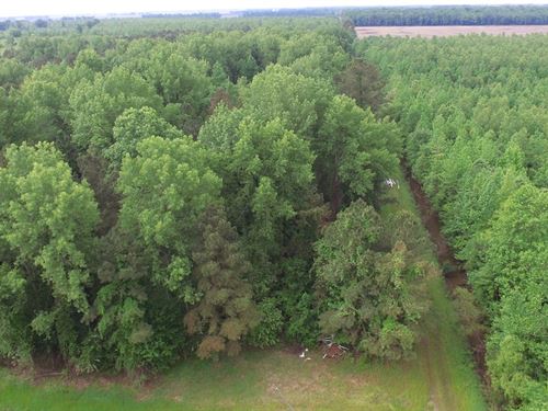 NC 1000 Acre Timber Tract Beaufort : Pantego : Beaufort County : North Carolina