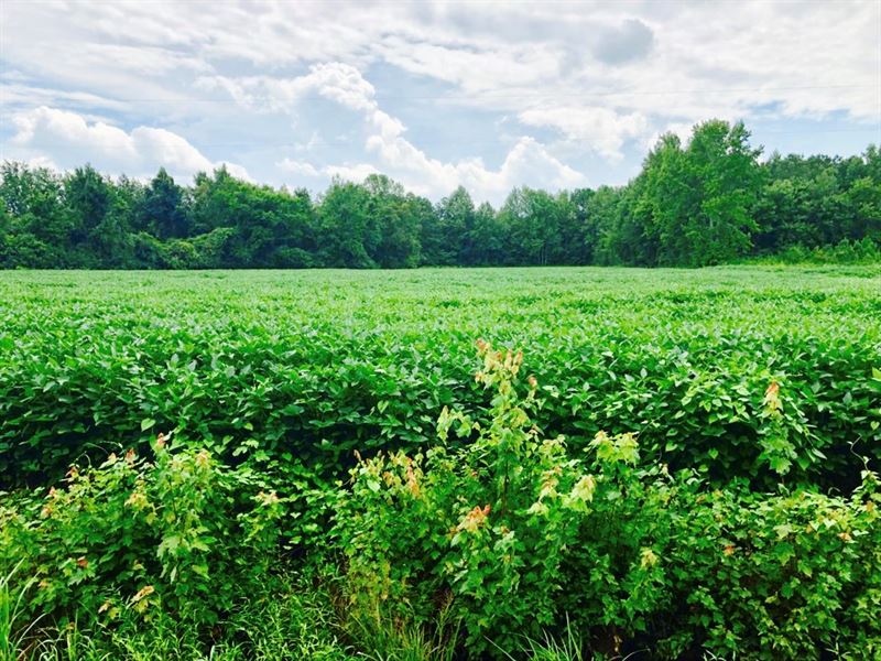 Timberland/Farmland Washington : Roper : Washington County : North Carolina