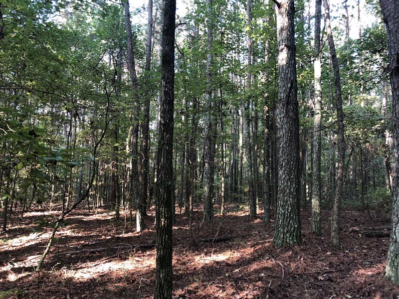 37.5+- Ac, Natural Pine & Hardwoods : Adairsville : Bartow County : Georgia