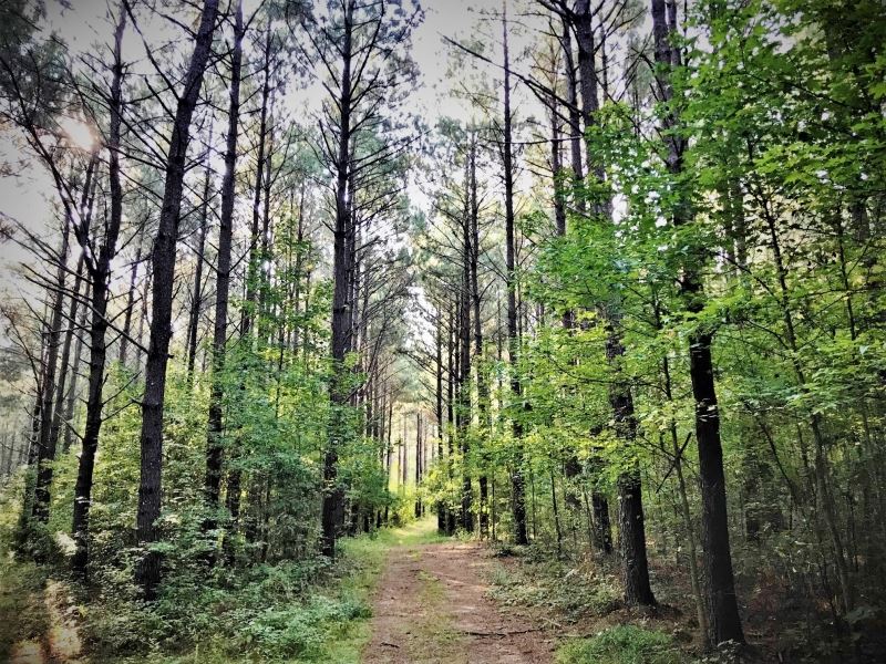 48.76 Acres Hunting Timber Land : Pelahatchie : Rankin County : Mississippi