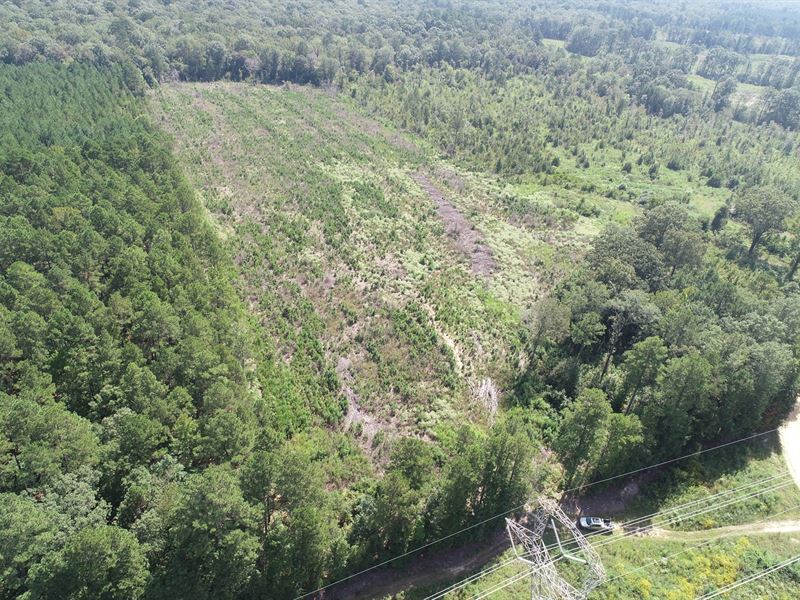Young Pine Investment Timberland : Rosston : Nevada County : Arkansas