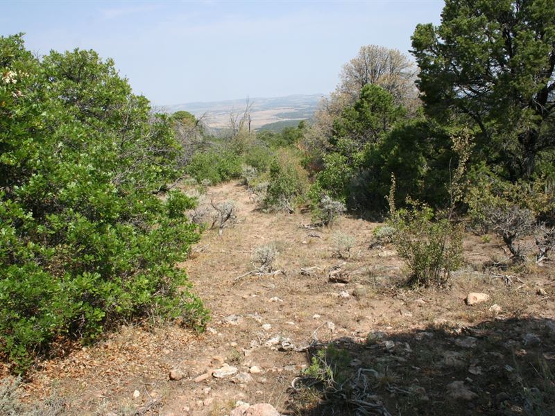 35 Acre Mountain Homesite Grand : Glade Park : Mesa County : Colorado