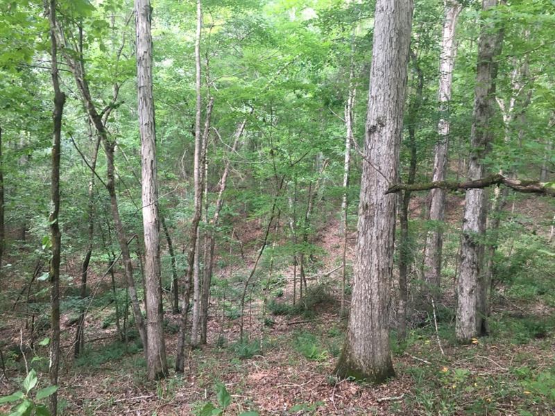 Hunting and Timberland : Selma : Dallas County : Alabama