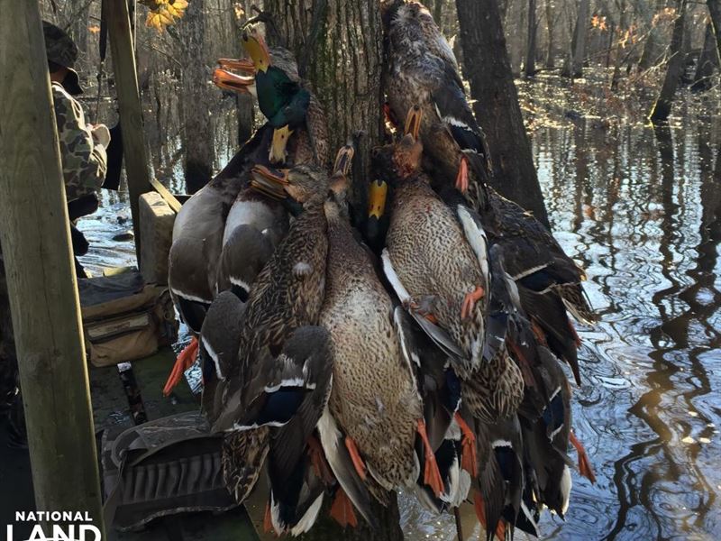 Magnum 12 Hunting Club : Stuttgart : Lonoke County : Arkansas