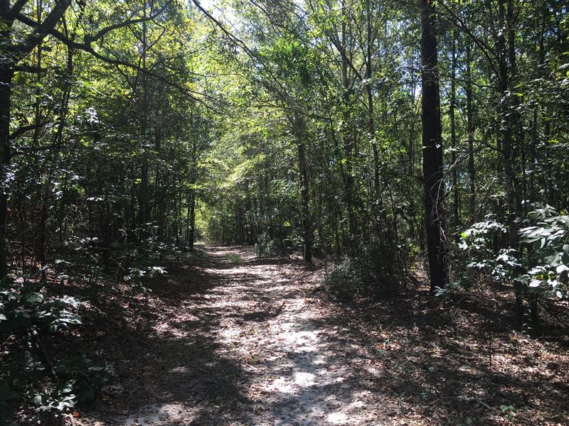 Yancey Tract : Toomsboro : Wilkinson County : Georgia