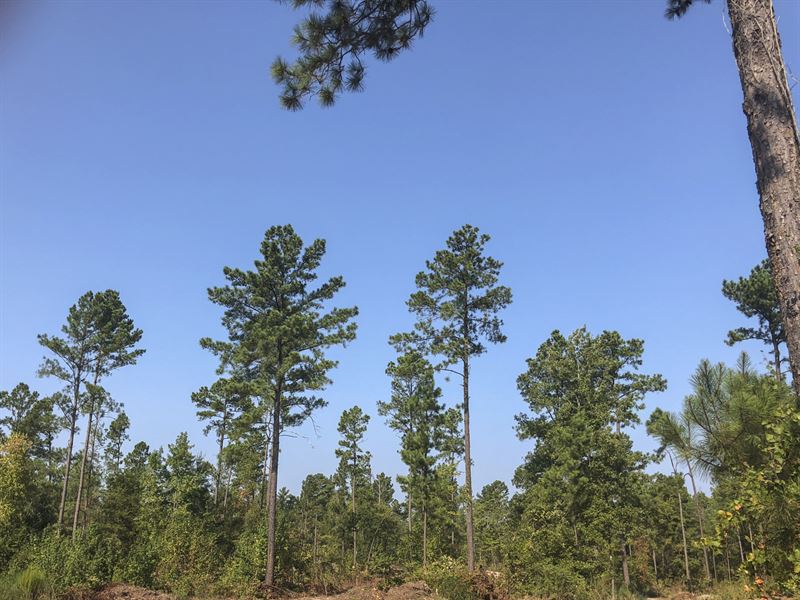 16 Acres D Azalea Rd Indian Rock : Gilmer : Upshur County : Texas