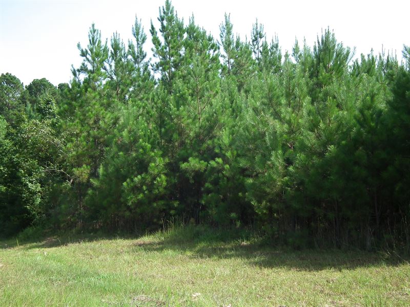 Flat Scooba 42.71 : Scooba : Kemper County : Mississippi