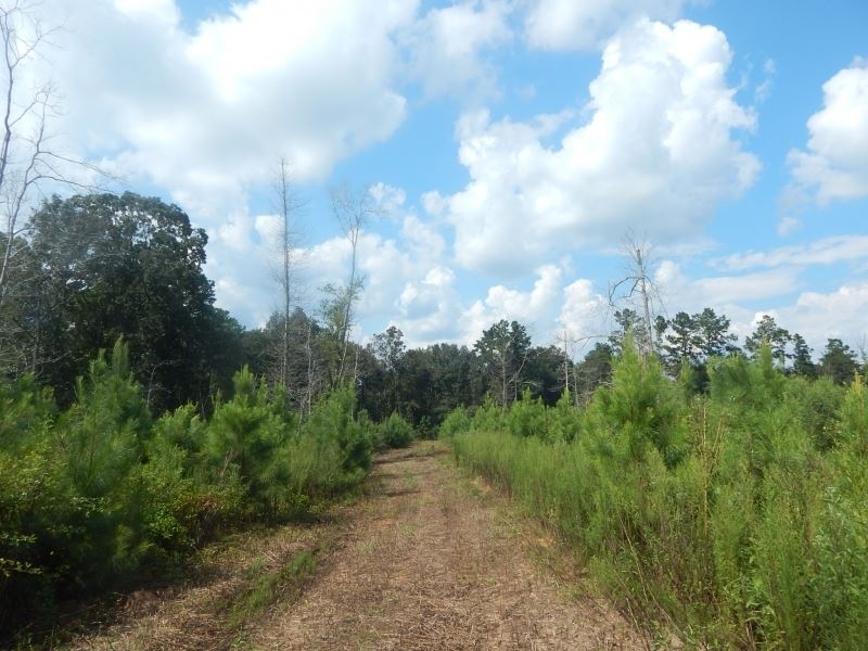 15.64 Acres Timberland with Great : McComb : Pike County : Mississippi