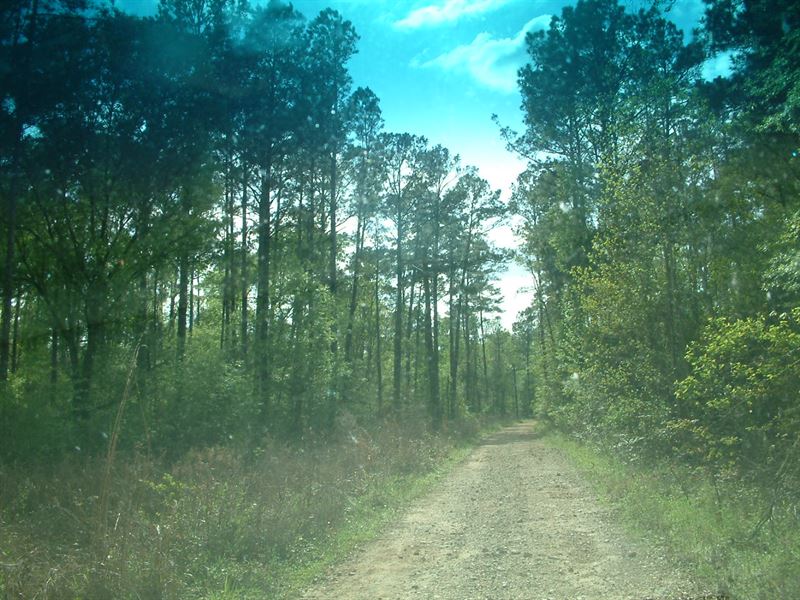 302 Acres Timber/Hunting/Investment : Batson : Hardin County : Texas