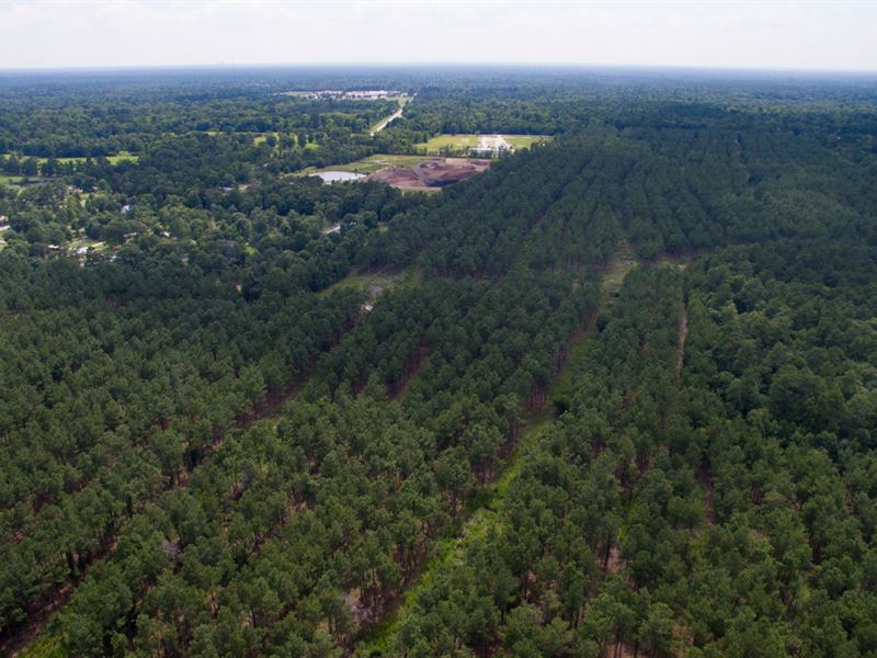 4167 Ac Montgomery Co. Transition : Conroe : Montgomery County : Texas