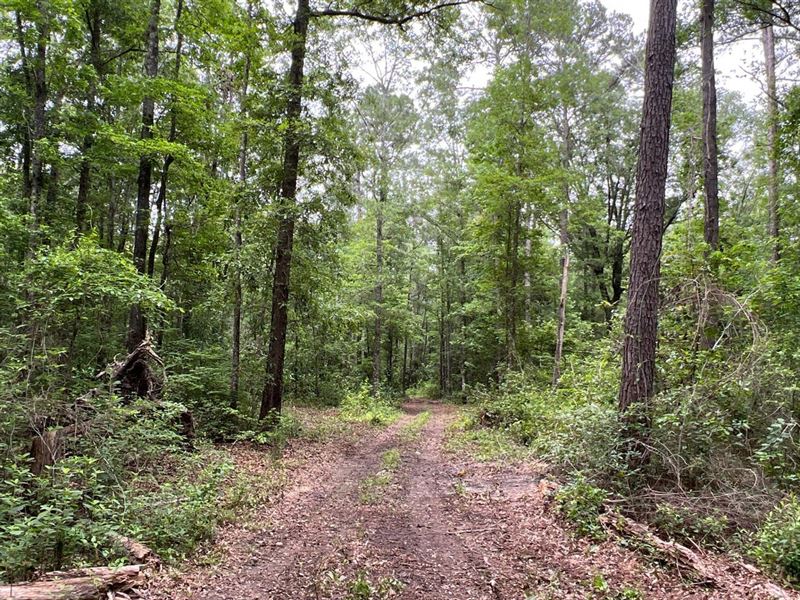 80 Acre Timber Tract in Hartford : Hartford : Geneva County : Alabama