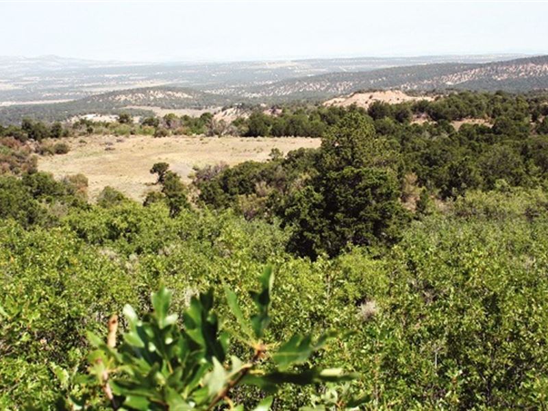 35 Acre Lot Homesites, Ranch for Sale in Colorado, 178248 RANCHFLIP