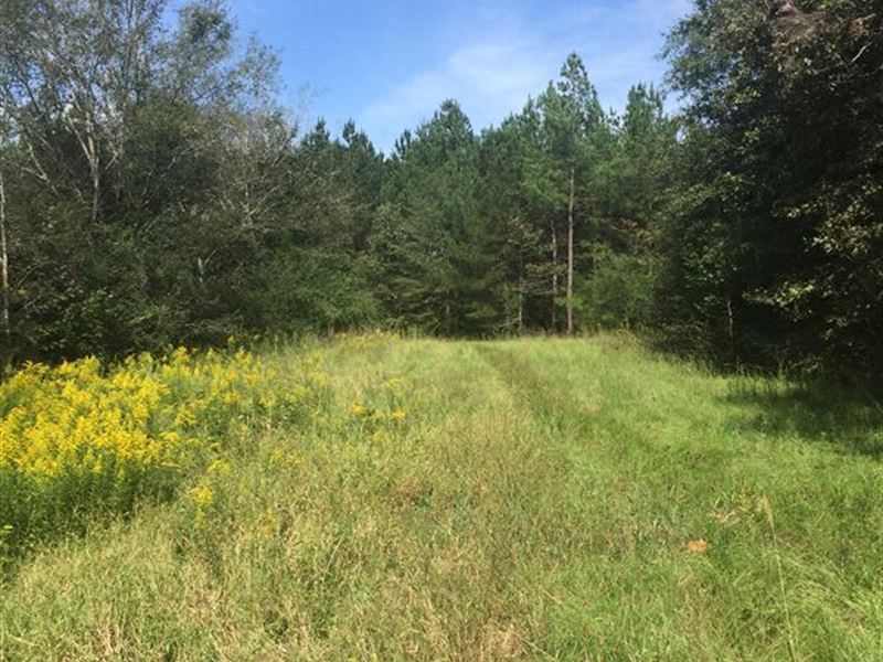 141 Acres in Madison County, Ms : Canton : Madison County : Mississippi