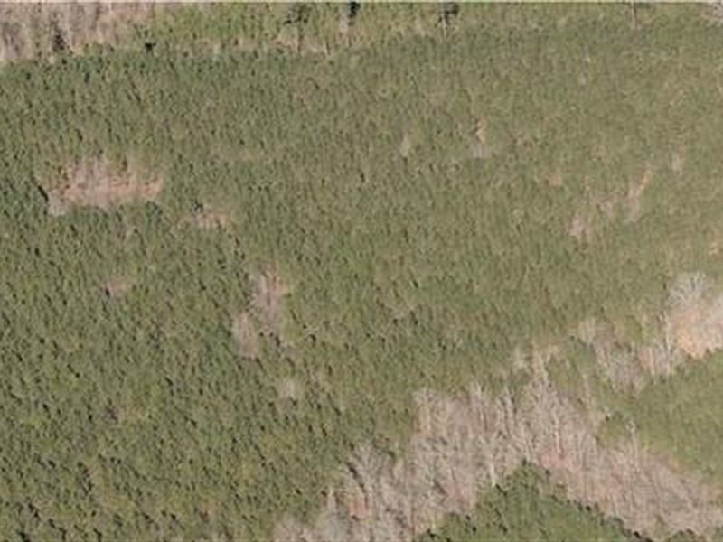 Wilhite Timber Tract, Union Parish : Downsville : Union Parish : Louisiana