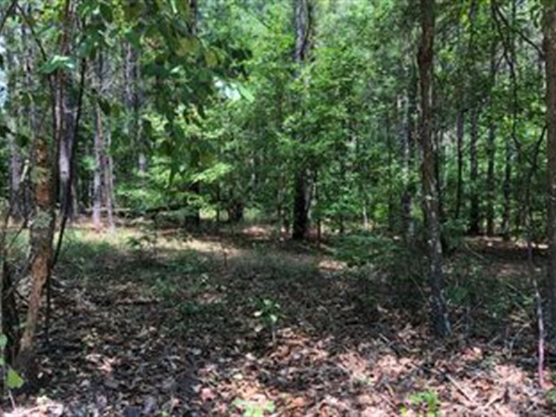 Price Reduced, 124 Acres with Pond : Saint Matthews : Calhoun County : South Carolina