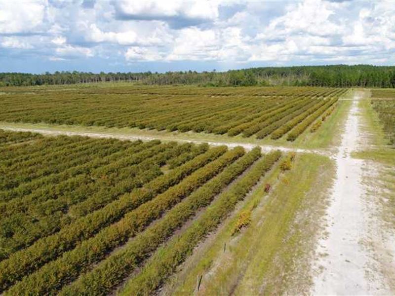 175 Acre Blueberry Farm for Sale : Baxley : Appling County : Georgia
