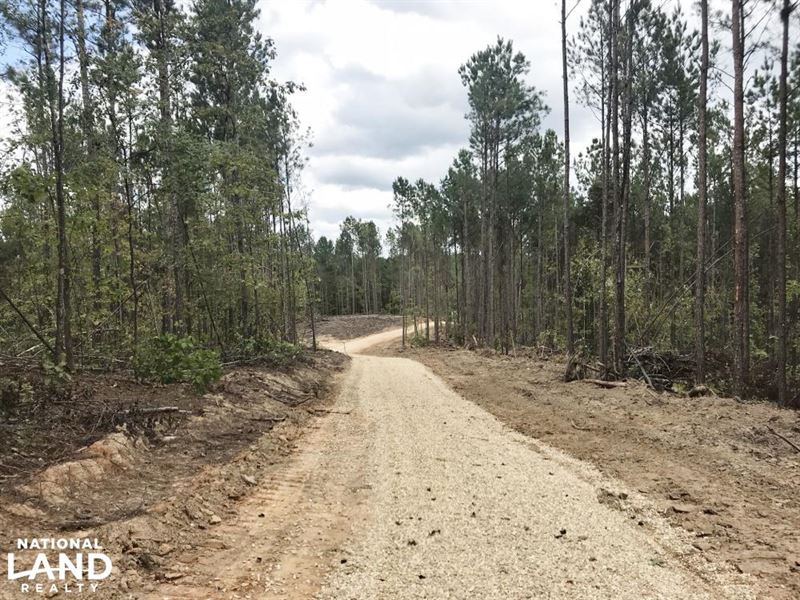 Anthony Street Marion County Huntin : Detroit : Marion County : Alabama