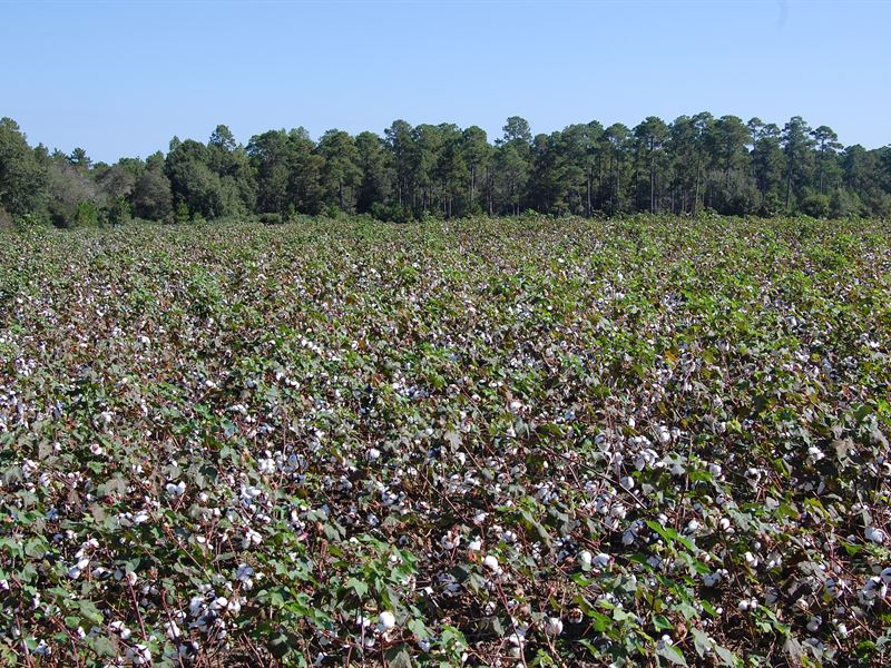 Worth County Timber and Hunting : Sylvester : Worth County : Georgia