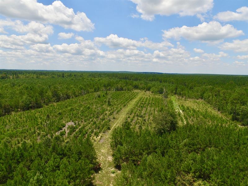 51 Acre Pine Wood Tract : Millen : Jenkins County : Georgia
